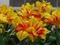 Yellow red tulips 3